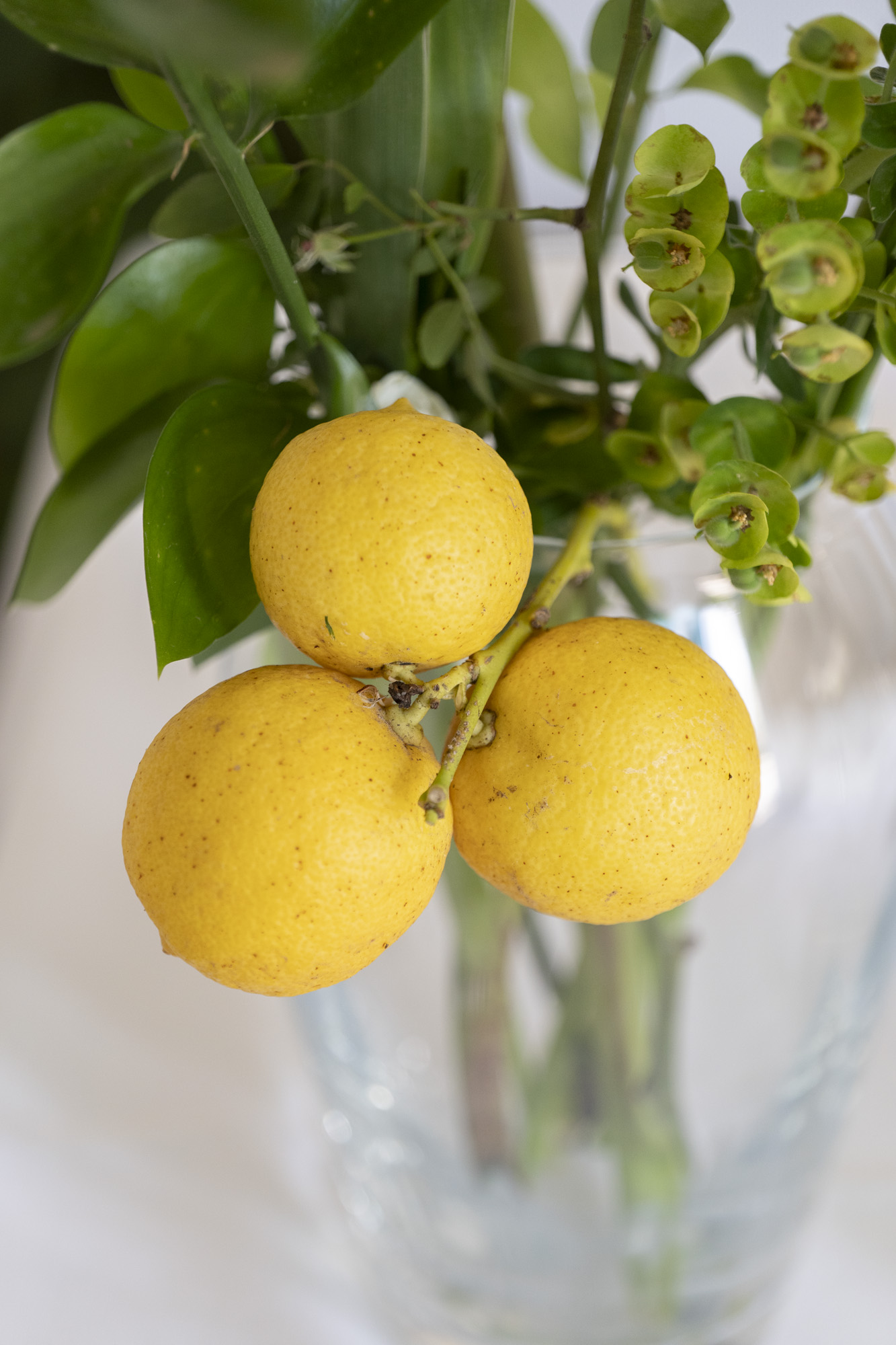 Limoni in vaso, dettaglio